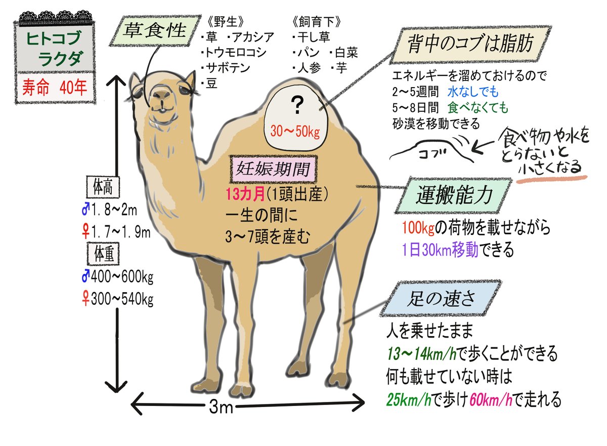 雨川みう ロゴも一応つくりました 何をこんなに夢中になってるんだ自分 笑 いいんです 楽しいから いきものbook ラクダ ヒトコブラクダ