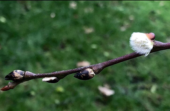 NMayoress's tweet photo. Is Spring around the corner?  #MondayMotivation #March2020 https://t.co/lqkwszaMF6