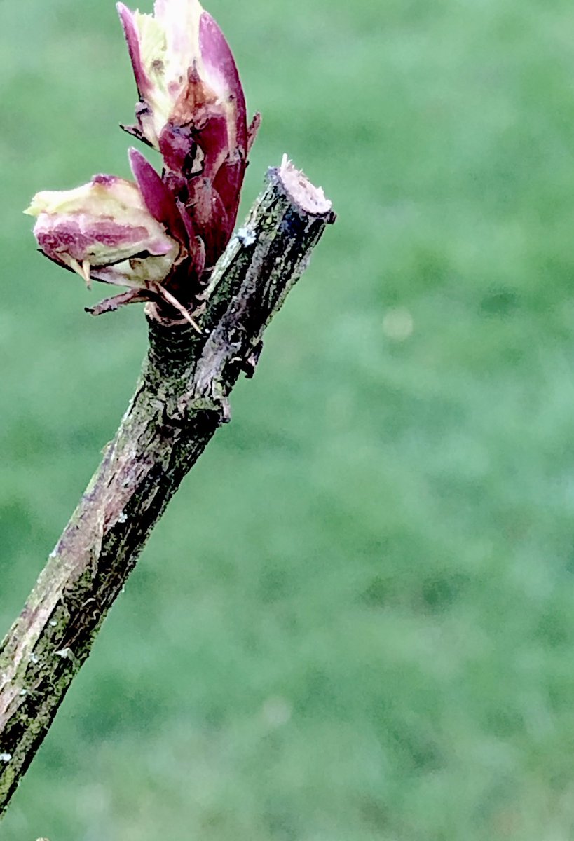 NMayoress's tweet photo. Is Spring around the corner?  #MondayMotivation #March2020 https://t.co/lqkwszaMF6