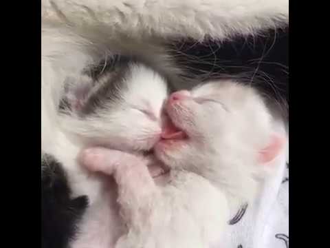 MeowMoeDotCom's tweet photo. Cute #Kittens video, So Much Cute !!
#Cats #Cat #Kittens #Kitten #Kitty #Pets #Pet #Meow #Moe #CuteCats #CuteCat #CuteKittens #CuteKitten #MeowMoe
#cutecats #Kittycate #KittyCateu0026HerKittens #MeetTheKitsCats #Mewingkittens
https://t.co/gTIl9tEuEX
. https://t.co/pdyewxfnRs