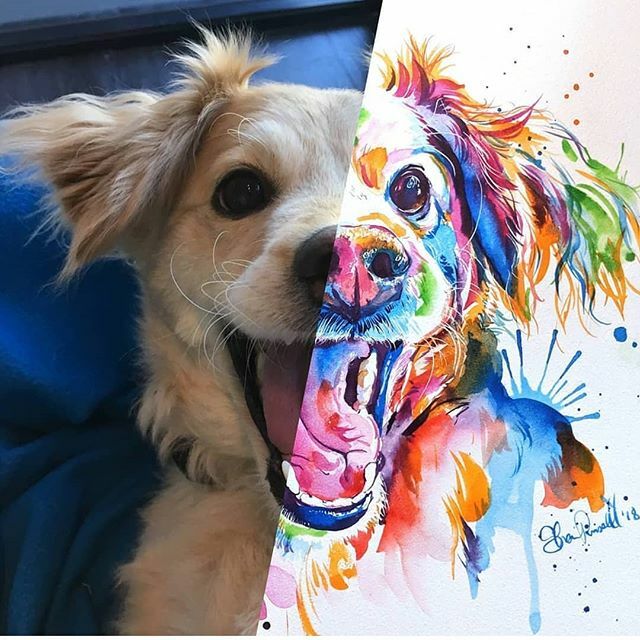 The most inspiring doggo @super_scooty ift.tt/2x4lqX5