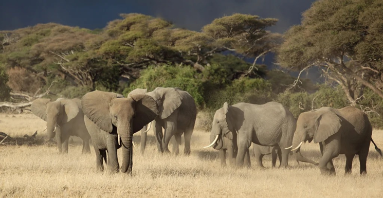 PartnerLtd's tweet photo. Looking to plan your next holiday? 
Tanzania Safaris are suitable for families, holidaymakers, honeymooners, Walking Safaris, Bird-Watching Safari, and even solo travellers.
Let us plan your Safari to Tanzania that leaves you with life long Memories @ https://t.co/N1L0nlB9BD https://t.co/W4kIqilP3v