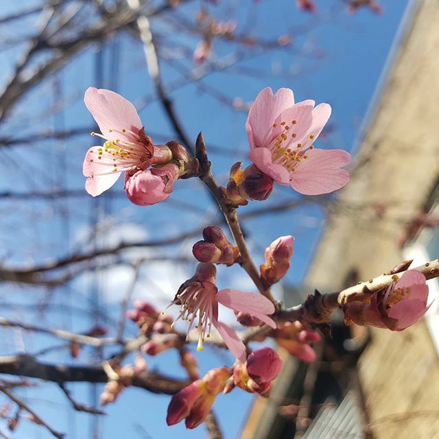 Welcome2theBX's tweet photo. Trees are blooming in The #Bronx, as seen here in #Melrose, 4 to 6 weeks ahead of schedule.
This is the #winter that never was with an incredibly mild January and February.
#welcome2thebronx #climatechange https://t.co/ku4RwAroS6 https://t.co/CdnAQpLYbs