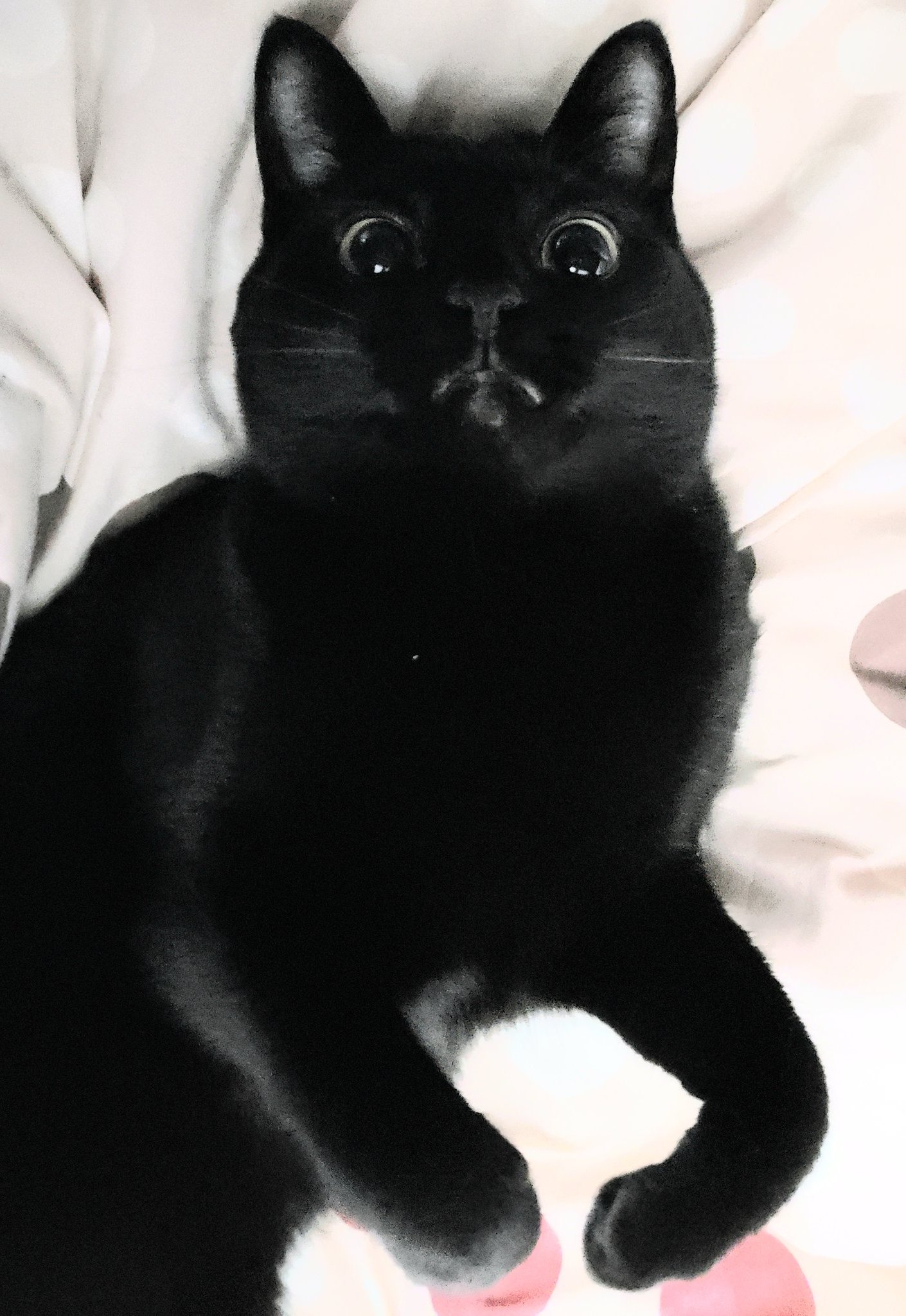 猫を蹴ってしまったら こんな表情をされた 足が軽く当たっただけなのに 話題の画像プラス 猫を蹴ってしまったら こんな表情をされた 足が軽く当たっただけなのに 話題の画像プラス