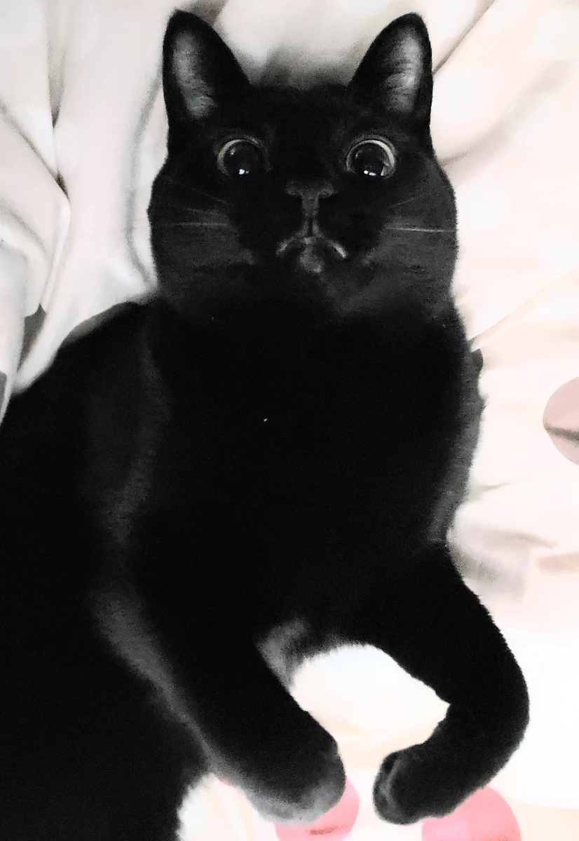 猫を蹴ってしまったら、こんな表情をされたwww足が軽く当たっただけなのにwww