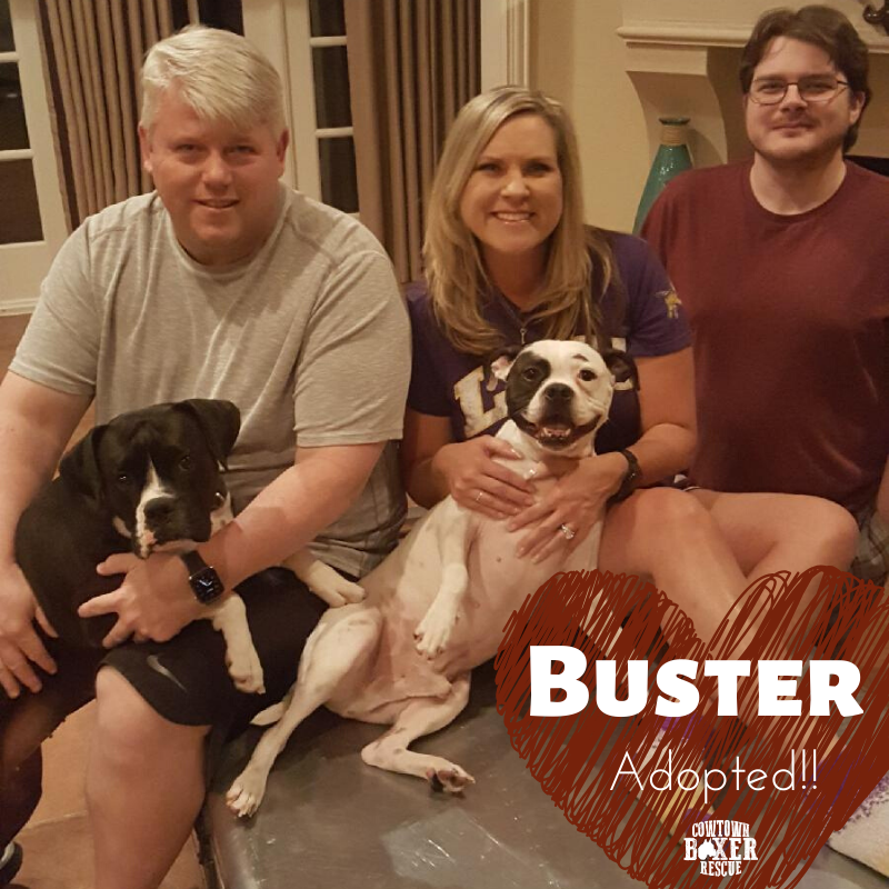 CowtownBoxerRes's tweet photo. ADOPTION CELEBRATION!Buster and his family are alllll smiles and we are so very happy for them. Buster has lots of happy days in his future! Along side his beautiful fur-sister to keep him company. Congrats Buster! Enjoy the good life buddy! #CBRAlumniBuster #AnotherHappyFamily https://t.co/ovOz7Ntw7S