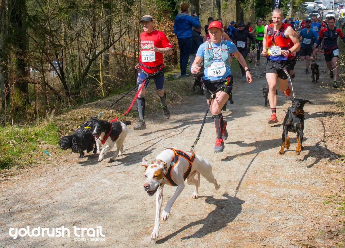 #45DaystoGo until the 2020 #Goldrush Trail and Canicross races. Just 20 Cani places left now! 
.
runcoedybrenin.com/events-at-coed…