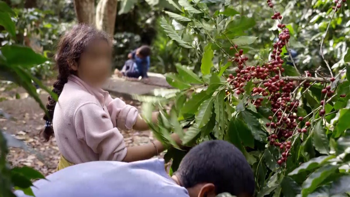 C4Dispatches's tweet photo. Starbucks and Nespresso say their beans are ethically sourced.

But Dispatches saw children on seven Guatemalan farms that have supplied them hauling heavy loads and picking coffee beans for little more a day than the cost of a coffee. https://t.co/trJAMzGSGC