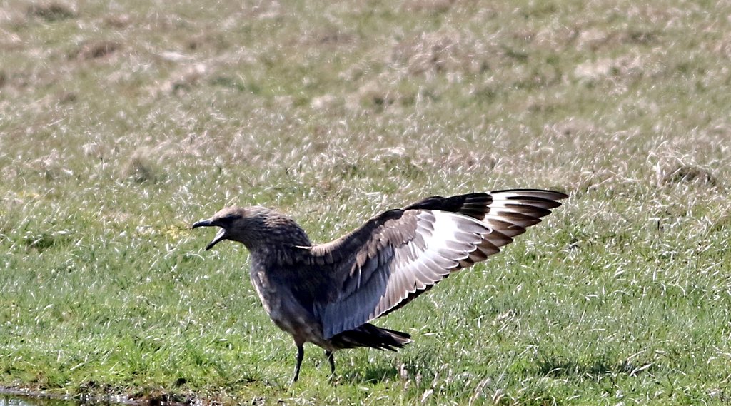 @shetlandnature @PromoteShetland @nature_scot @Natures_Voice @RSPBScotland @dunnjons @ImagesEcology @SwarovskiOptik @ParamoClothing @JNCC_UKseabirds @visitunst Here's another not to mess with!🤣
#MotivationalMonday