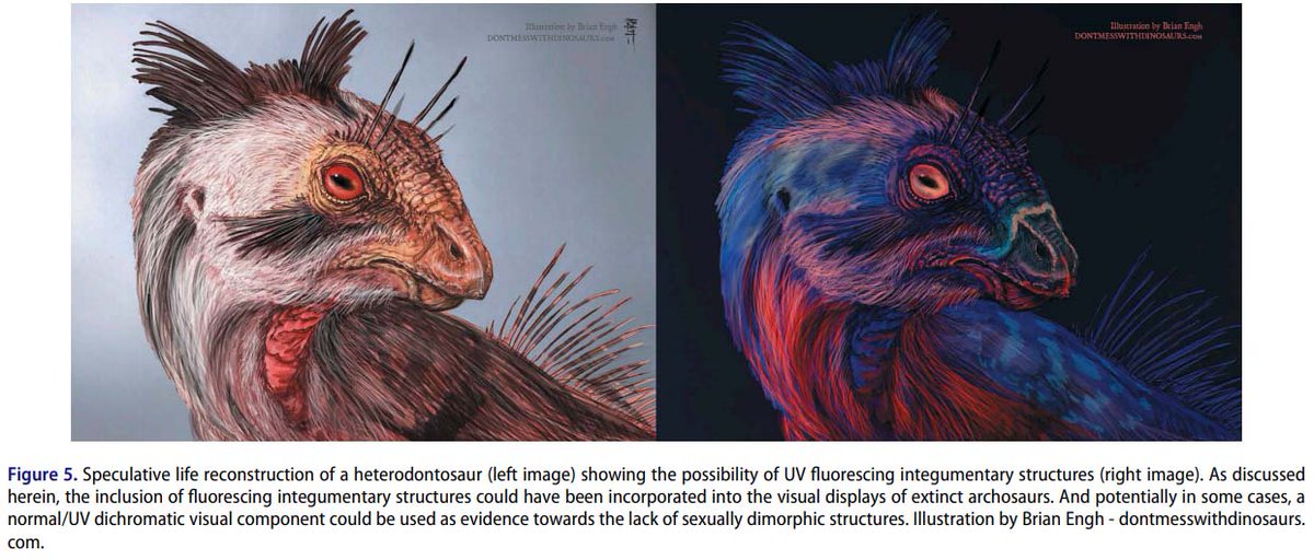 DoubleBeam's tweet photo. NEW PAPER! @TetZoo, @JamieDunning &amp; I have a new paper on "glowing dinos". Well, not "glowing" per se, but photoluminesce of their keratinous structures. Potentially contributing towards visual communication including sexual dichromatism.

Take away: dinos were probably ravers ;) https://t.co/PjRmPHJAdx