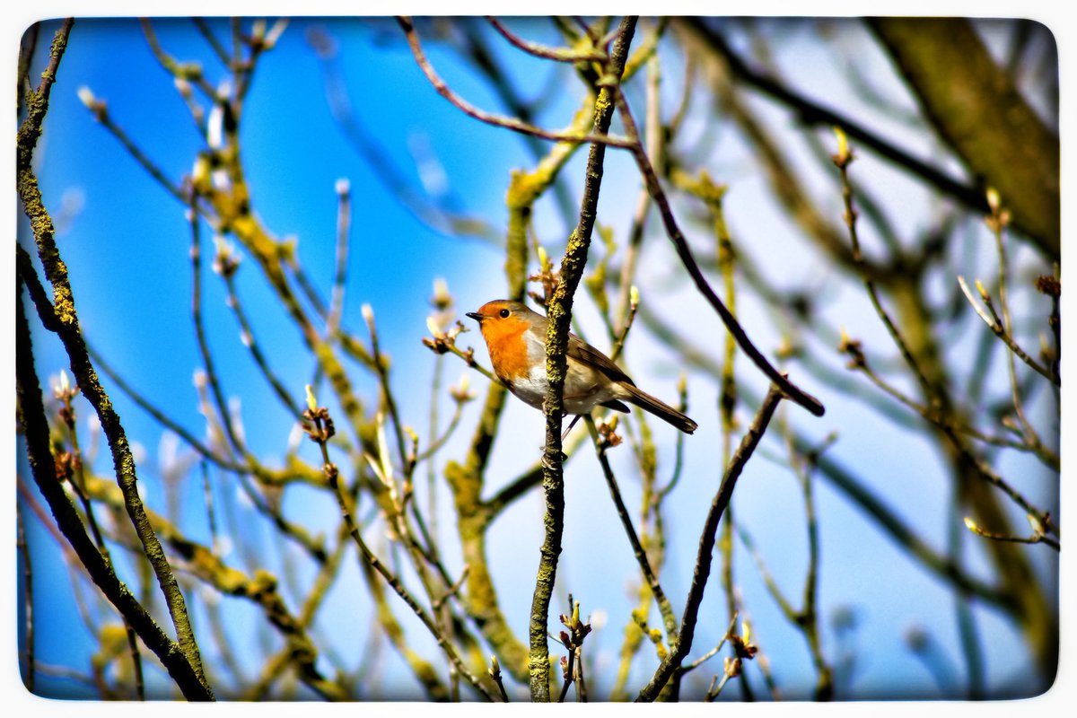 Lee_Shaw1's tweet photo. #barnsley #yorkshire #photography #nature #robinsinging #wildlifephotography #wildlife #canonphotography #canon #wetlands #coldweather #yorkshire #visityorkshire #backgarden https://t.co/jslg2X1mRx