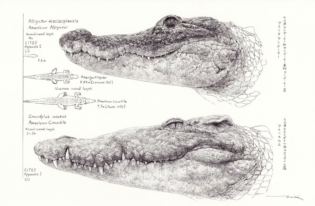 あめみや イラストレーターにできること まずはこのゆるいワニたちの違いを探して 本物のワニたちがどういうワニ たちなのか見比べてみるのも どうでしょう ワニ始めませんか T Co 6nuzswa3nh Twitter