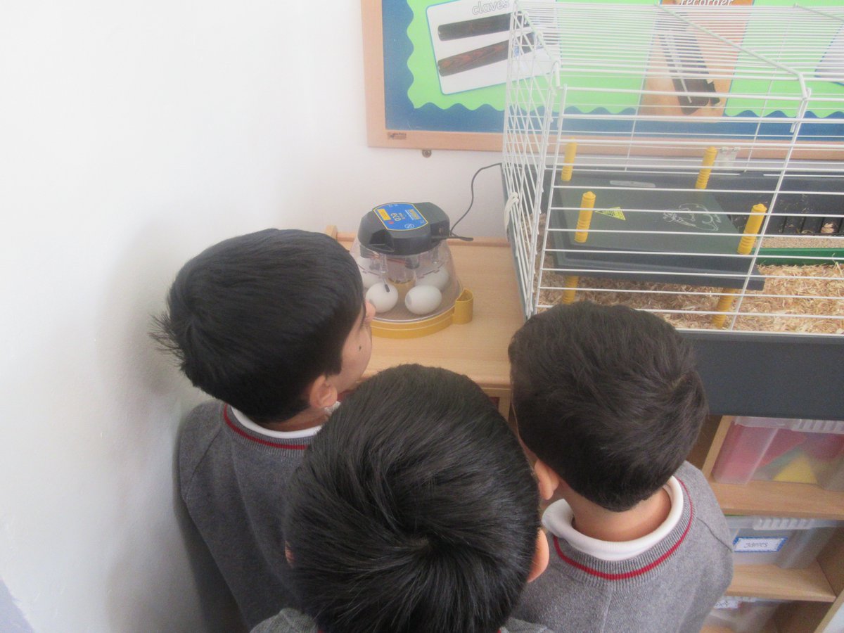 TheMallPrePrep's tweet photo. Reception were very excited to see our new visitors at the Pre-Prep today, we have 5 duckling eggs that we will be looking after for the next two weeks. We are looking forward to them hatching!!!! #eggxtremlyeggxicted #Lifeinreception https://t.co/M81cHLW1ti