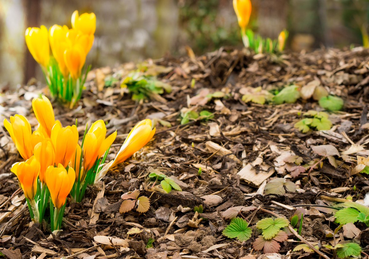 March - In like a lion and out like a lamb! And time to really start getting into the garden 🌿 See our March gardening tips here 👉 bordnamonahorticulture.ie/home-gardening…