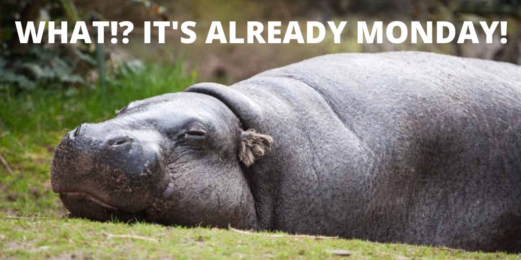 zooconomy's tweet photo. When the weekend is over and it hits you like...
#zooconomy #zooconomemes #hippopotamus #hippo #animallovers #AnimalLove #animallover #weekendover #wildlife #hellomonday #goodbyesunday #sleepy #Sleepyhead #nomondayplease https://t.co/YcODJGIyuw
