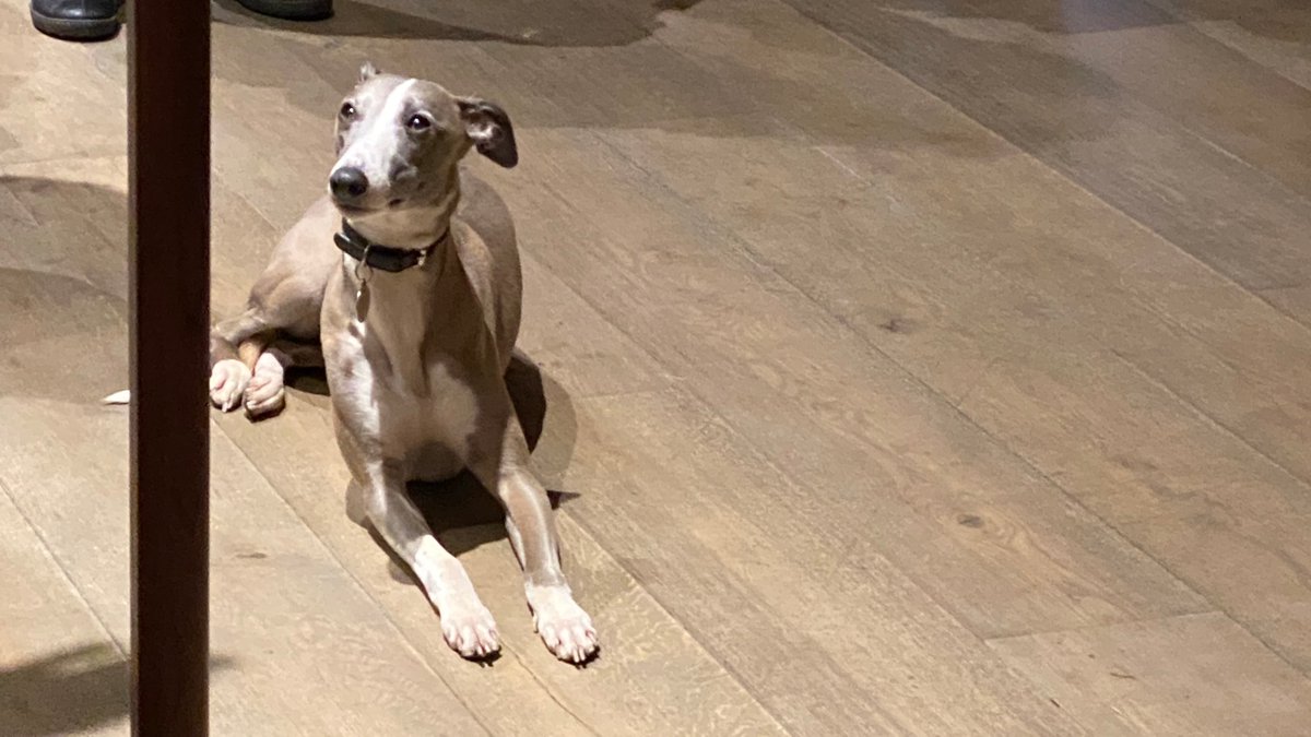 Cedric the whippet was one of the many guests at the London launch of Captive Artists: the unseen art of Far East prisoner of war at the Philip Mould Gallery. A great event with moving speeches, poignant artwork, and a very adorable four-legged art critic 🐶 #dogsoftwitter