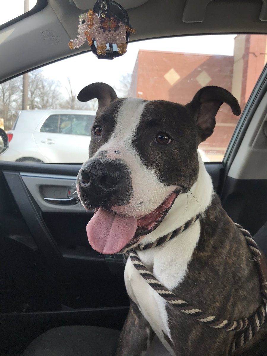 mjohemme's tweet image. Tovar is available for foster or adoption @CARESTL1 #adoptme #FosterFirst #AdoptDontShop