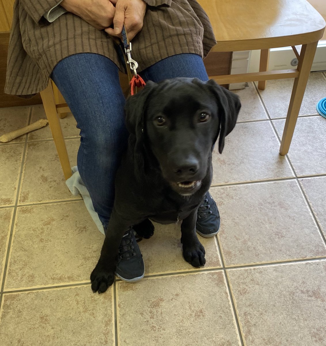 もともち動物病院