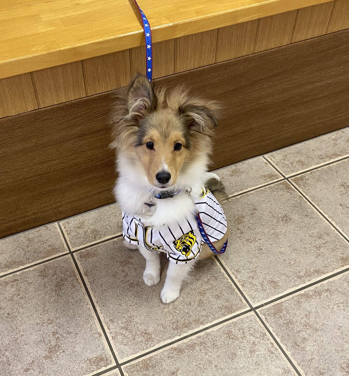 もともち動物病院