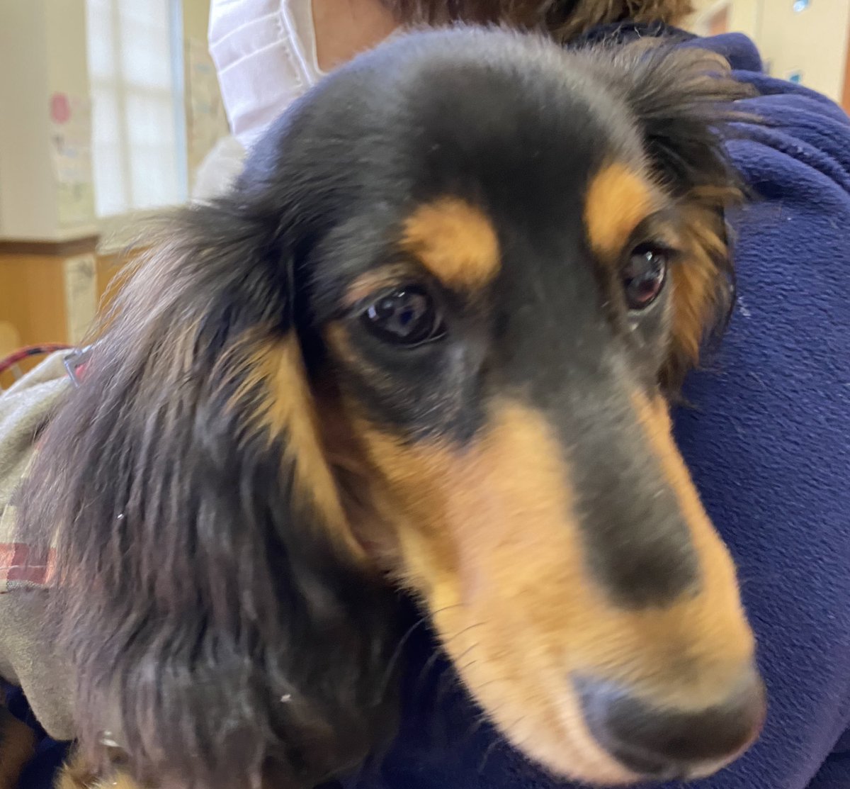 もともち動物病院