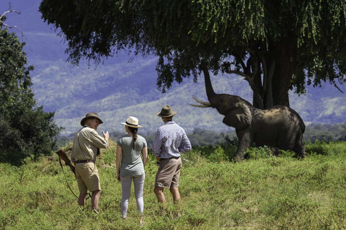 Great @TravelAfricamag article highlighting the wonders of Mana Pools &amp; <a href="/RobinPopeSafari/">Robin Pope Safaris</a>'s John's Camp: "With John’s Camp as your base, his team of expert local guides will show you the wonders of this unique sanctuary on daily game drives or on foot..." travelafricamag.com/into-mana-pool…