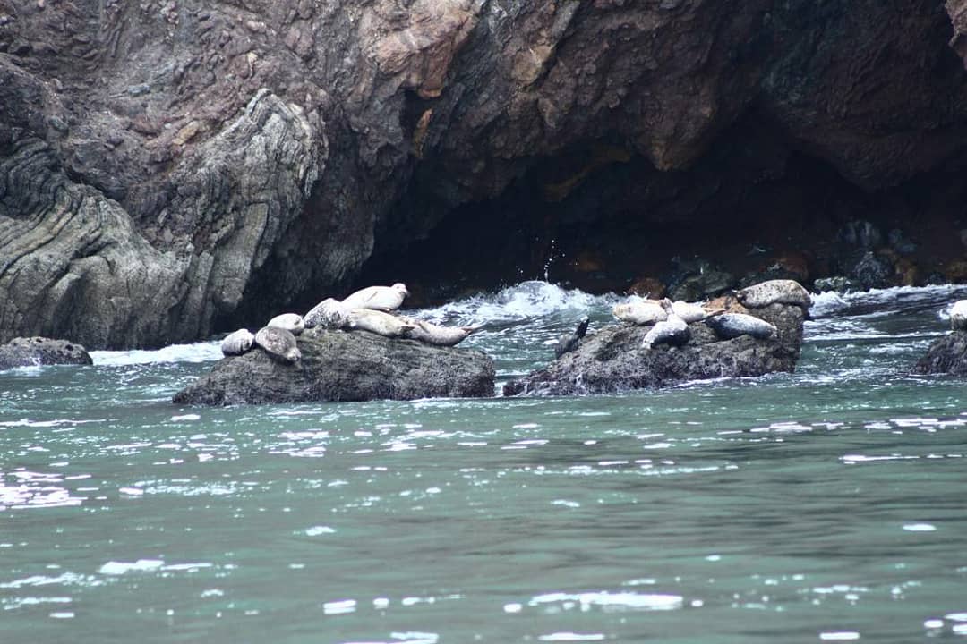 Since the sea was SO placid yesterday we were able to sneak into this little cove and see these East Pacific Harbour Seals (Phoca vitulina richardsi)! Always fun to see into the lives of wildlife (with respect!)  #wildlifephotography  #mammalwatching