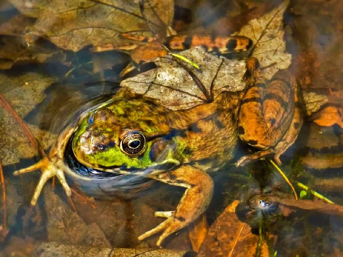 Wildlife_Pic's tweet photo. "Beneath the Leaf" by Devin Fenner
https://t.co/wfdJCNCDZj
#photooftheday #northerngreenfrog #newyork #frogs https://t.co/5ih9tFtl88