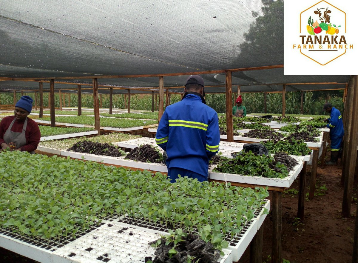 curatedchapter1's tweet photo. Whether you have a backyard garden project that employs one person or small scale with 10, large scale with hundreds. You have created employment, someone can now feed their family and take kids to school. Start small, we can help change job scene one person at a time #farming https://t.co/dQWI2zuUgT