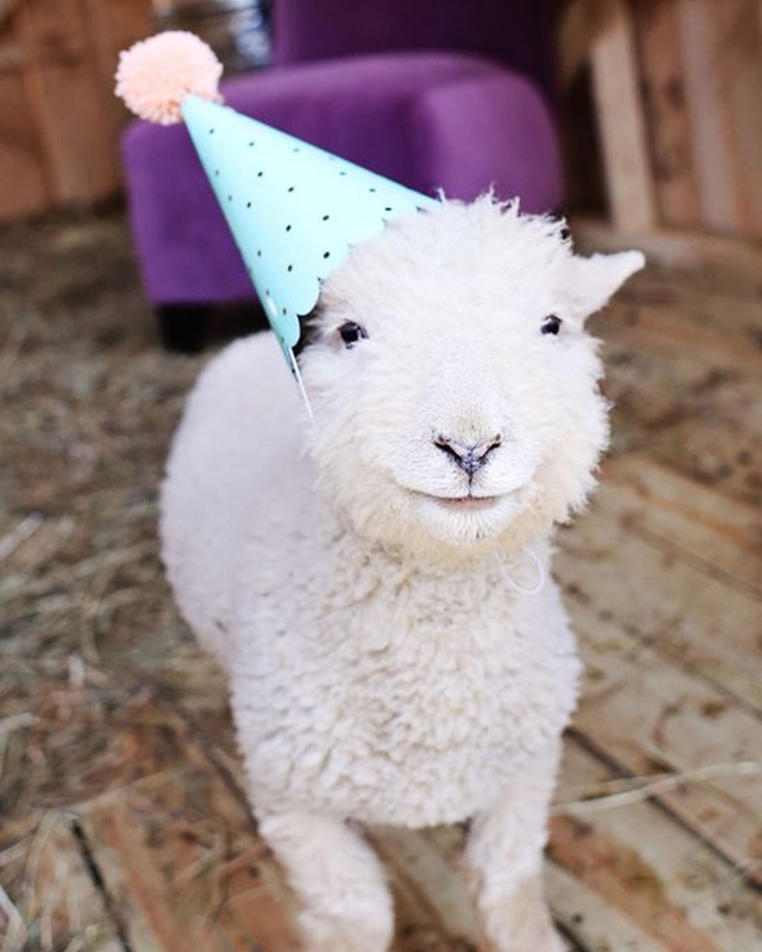 Allbirds birthday hotsell