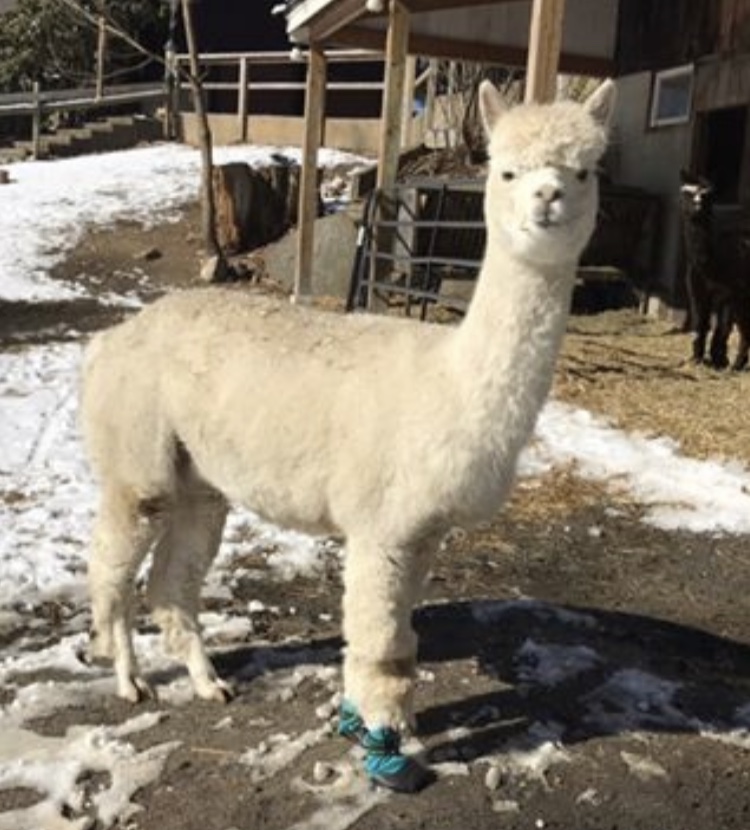 Meet 'Princess Genevieve'❣️ What is more adorable than an Alpaca in boots?!?  This sweet girl truly rocks our Urban Walker boots!
 Big thank you to her mom, Sandy Warner, for sharing all this cuteness❤️ #granitestatealpacas  #love  #healerspetcare