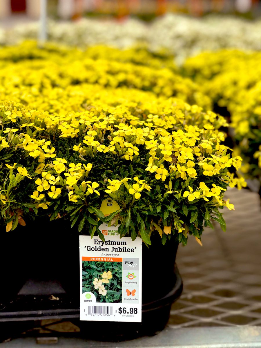 PPS_Melanie's tweet photo. The Erysimum have a slight sweet smell, but once the Hyacinth start blooming the whole garden center will smell so good!!  HD3606
@PPS_April @Marie_THD @PPS_Mitchell @PPS_MarkS https://t.co/zspaH5noXS