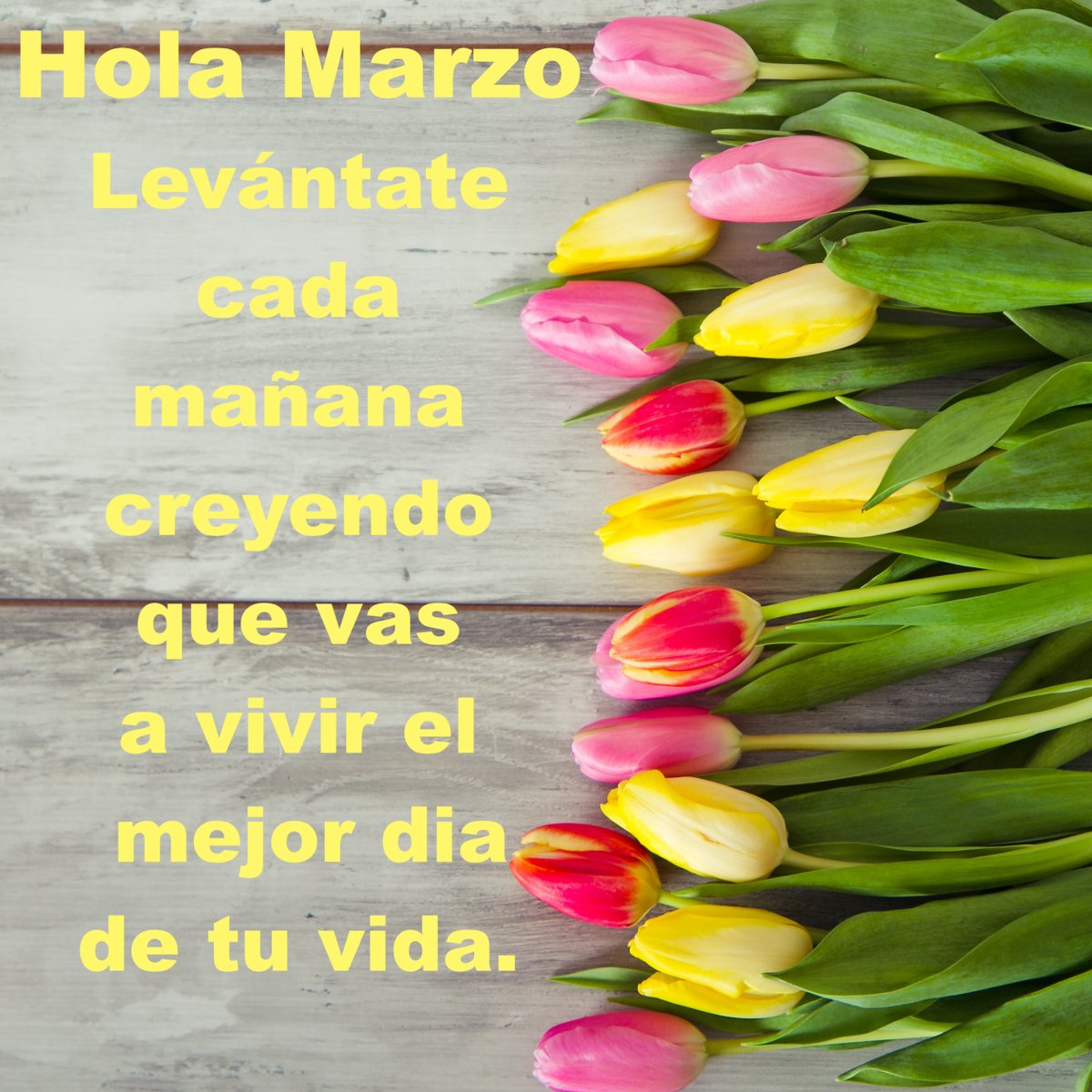 Tu Visión Canal tweet media