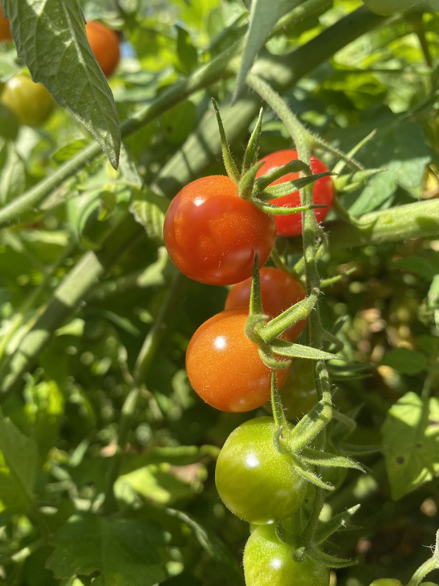 Hahn_science's tweet photo. From the garden to a delicious lunch!  It’s important for students to see where our food comes from. https://t.co/YVU49Dwu5t
