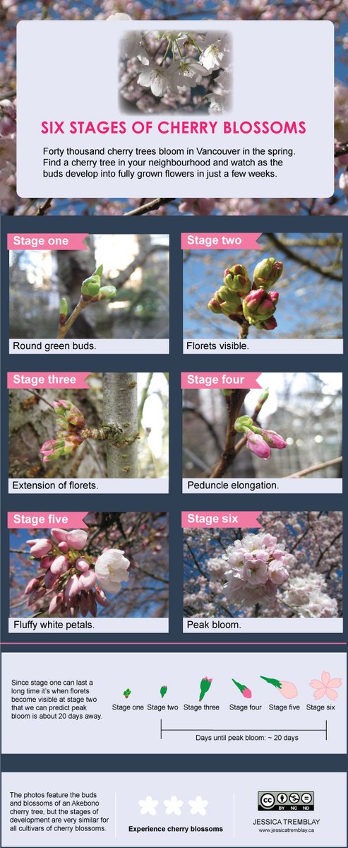 oldpondcomics's tweet photo. Six stages of cherry blossoms development from buds to flowers (infographics) https://t.co/XZ8tjkCo2x https://t.co/5s7Bp8M7tG