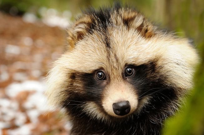 anascrossing's tweet photo. Tom Nook is a tanuki so this is a tanuki appreciation post because they’re adorable and apparently a lot of people believe they’re fictional! https://t.co/sgXpcRadI6