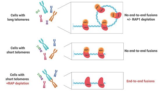 ircaninstitute's tweet photo. Congratulations to Liudmyla Lototska for publishing her paper describing the role of #RAP1 in protecting telomeres. The work involved the collaboration of both Eric Gilson and @liti_nice's teams.
Check it out !
https://t.co/l3Jc34KBFb
@emboreports #IRCANpublication https://t.co/x6CRYO2t4B