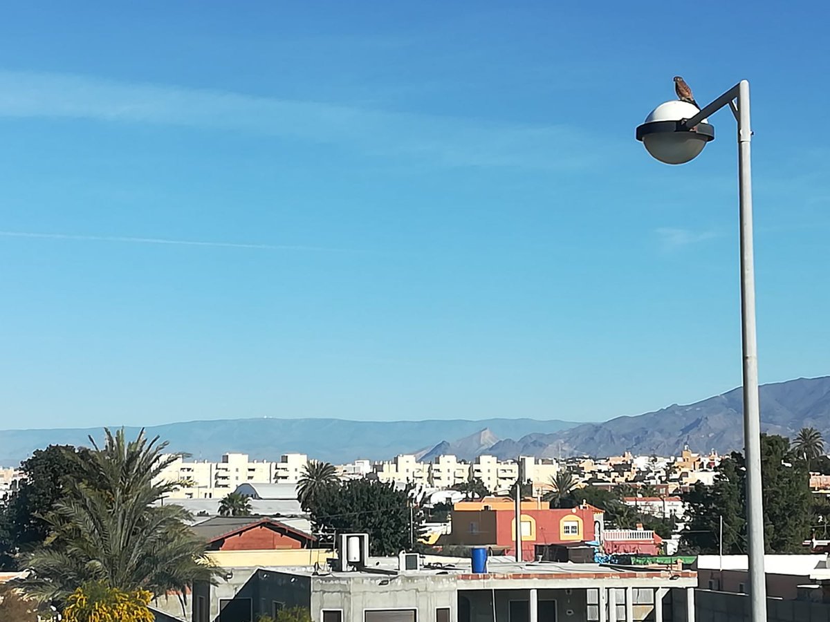 studyabroadual's tweet photo. A hawk has visited us! Perched on the lamppost in front of the office of #StudyAbroadUAL, this predatory bird was watching from above for a while #NatureAtUAL https://t.co/8W01EMaWx6