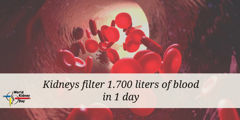 worldkidneyday's tweet photo. The main job of your #Kidneys is to remove toxins and excess water from your blood. They also help to control your blood pressure and to produce red blood cells.
 
Read more about your kidneys’ main function https://t.co/70bu8kgpC8

#WorldKidneyDay #KidneyFact #Education https://t.co/4y044TZL0i