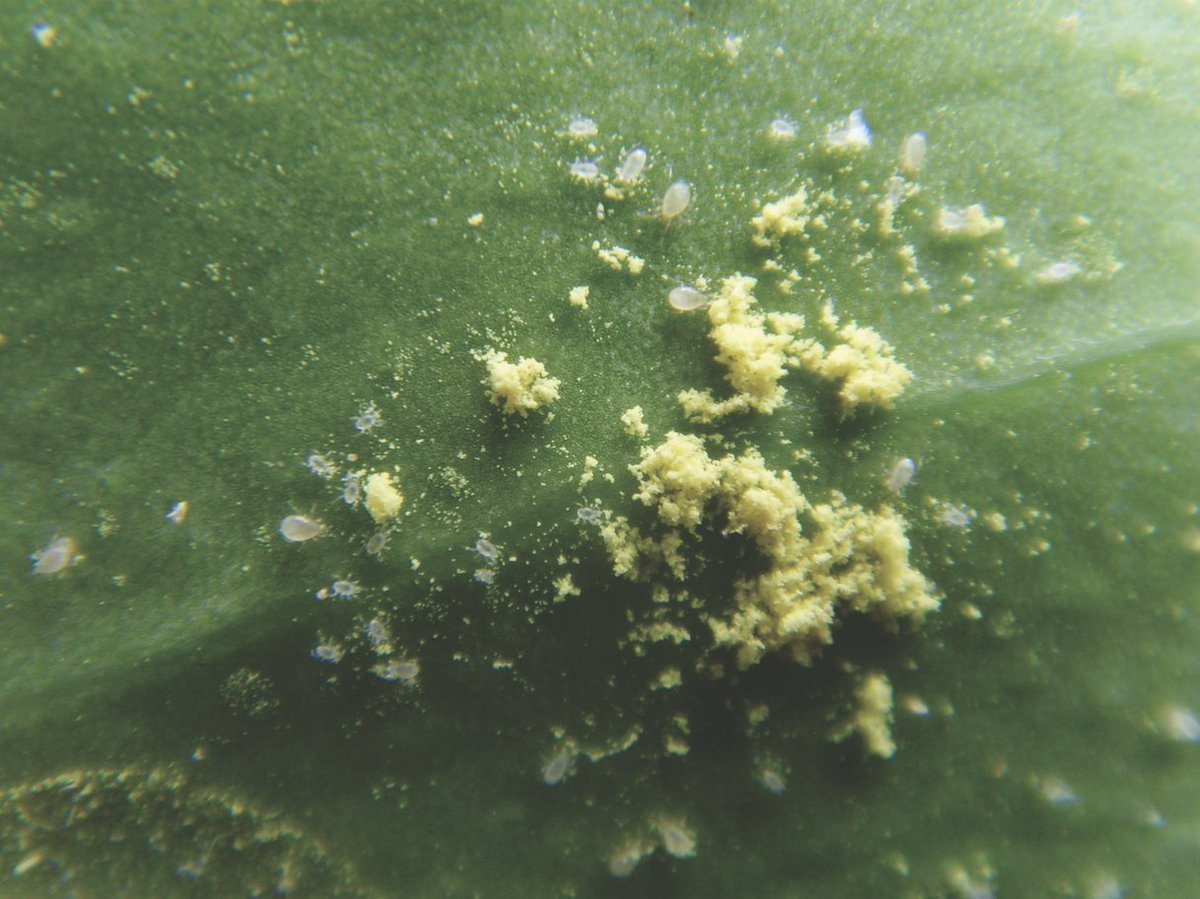 Biobest North America tweet media