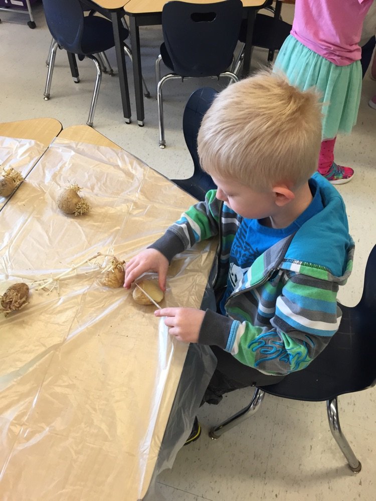 Inquiry question of the day: What is growing out of the potatoes? Children were encouraged to explore a sprouted spuds with the use of various tools! 🥔🥔 @EY_uwindsor <a href="/SCCDSB/">St. Clair Catholic District School Board</a>