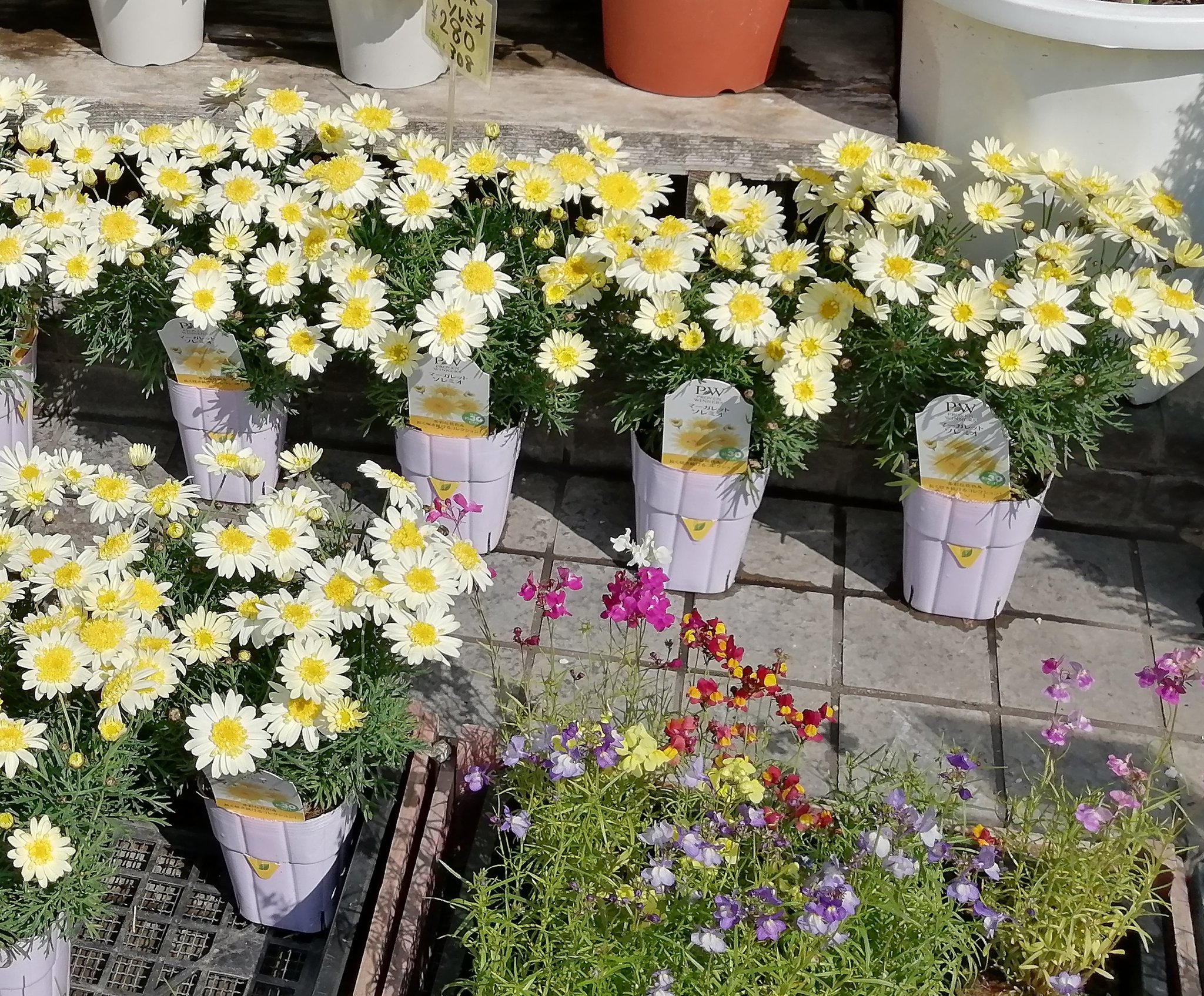 ブﾙｰﾉ Dm ﾎﾟｨｯ ﾉ Kinoko2157 Twitter