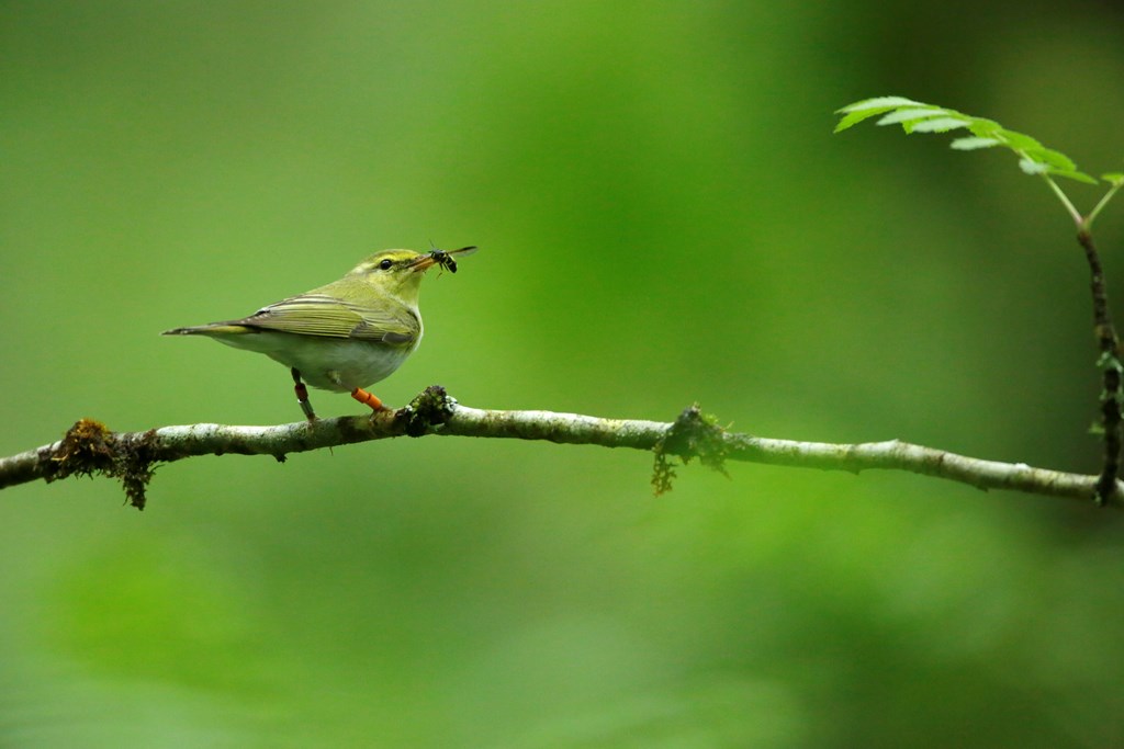 (1/2) #WorldWildlifeDay and Chocolate, what could be better?! Together, @golarainforest and @Natures_Voice are growing canopy grown cocoa plantations, home to some amazing species including wintering UK wood warblers. Grab a bar in our shop! Eat Chocolate, Save a Rainforest.