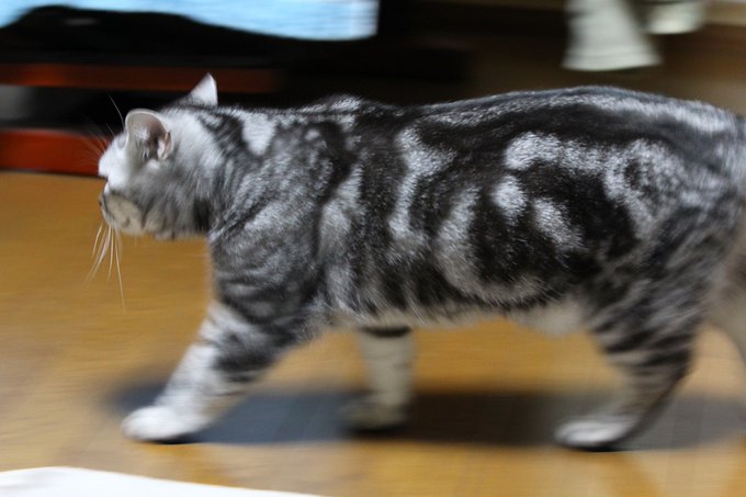 よもぎさん の人気ツイート 1 Whotwi グラフィカルtwitter分析