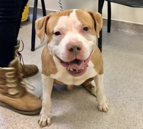 Keith Olbermann On Twitter Adoption Fees Waived For Zeus As