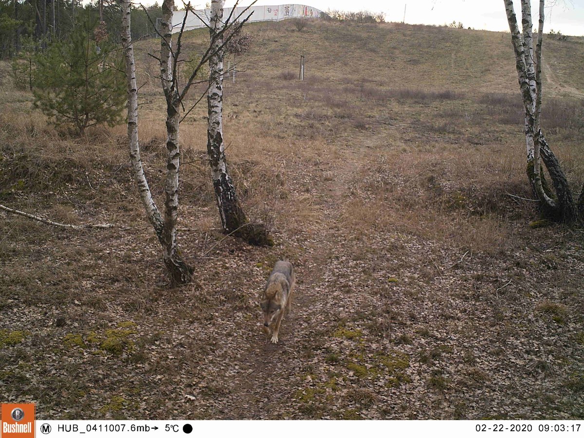 BiogeoBerlin's tweet photo. Starting camera trap monitoring of #GreenBridges in Brandenburg within our #EUInterreg project #LosBonasus. No #moose yet but already some other visitors (#wolf)
@zalf_leibniz @WWF_Deutschland @hannesjkoenig @hneeberswalde @Waldmannsbild https://t.co/TI6OgFprt1