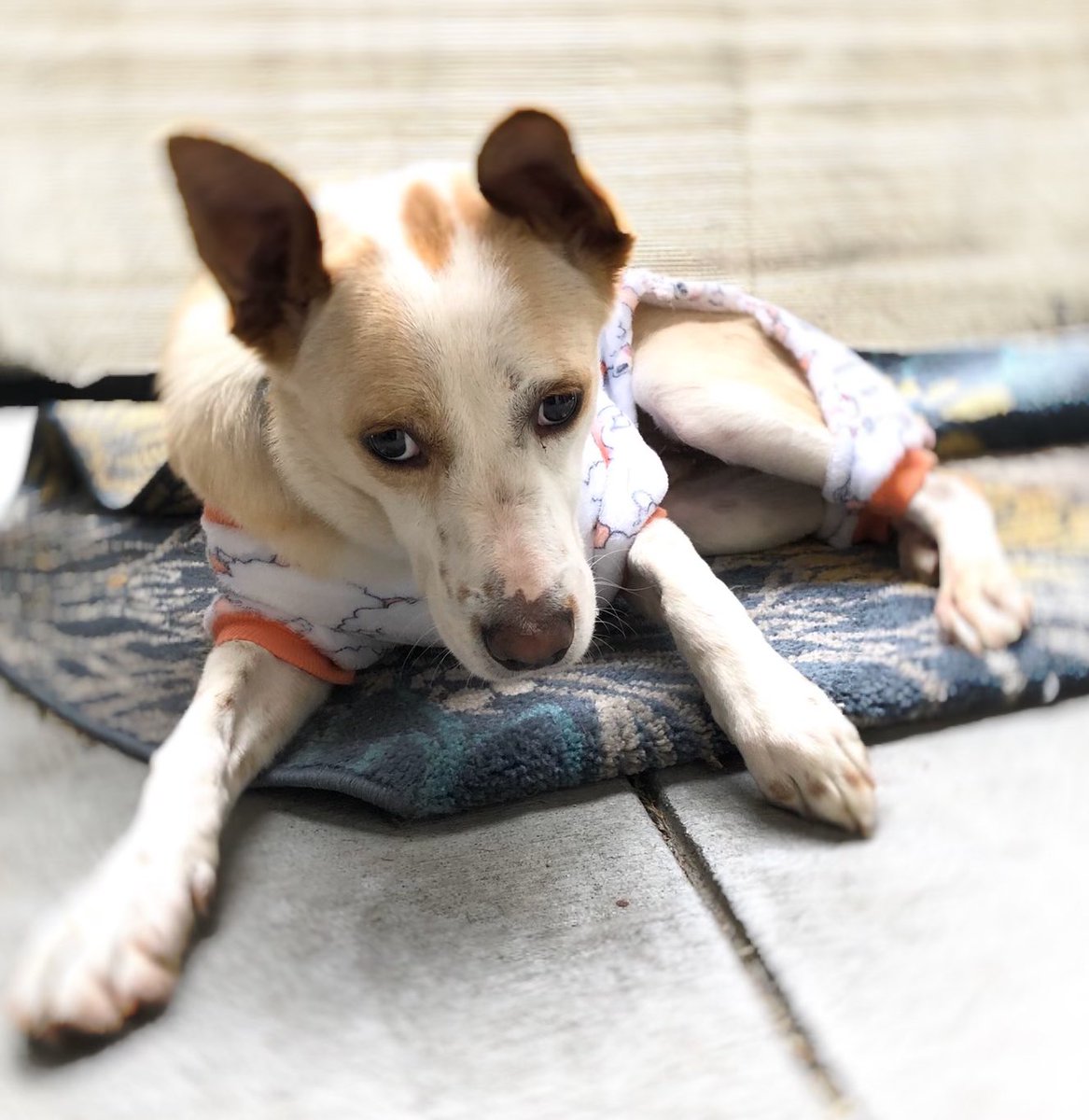 the852spirit's tweet photo. 2232: “my hoomans.. will you buy me a snack at https://t.co/a4bpBaVo7G 🐶🐶 earlier Mochi spent time with humans while we work.. #AdoptDontShop #SaveThemAll #StandwithAnimals #WuhanCoronavirus https://t.co/gLQrLj3kXd