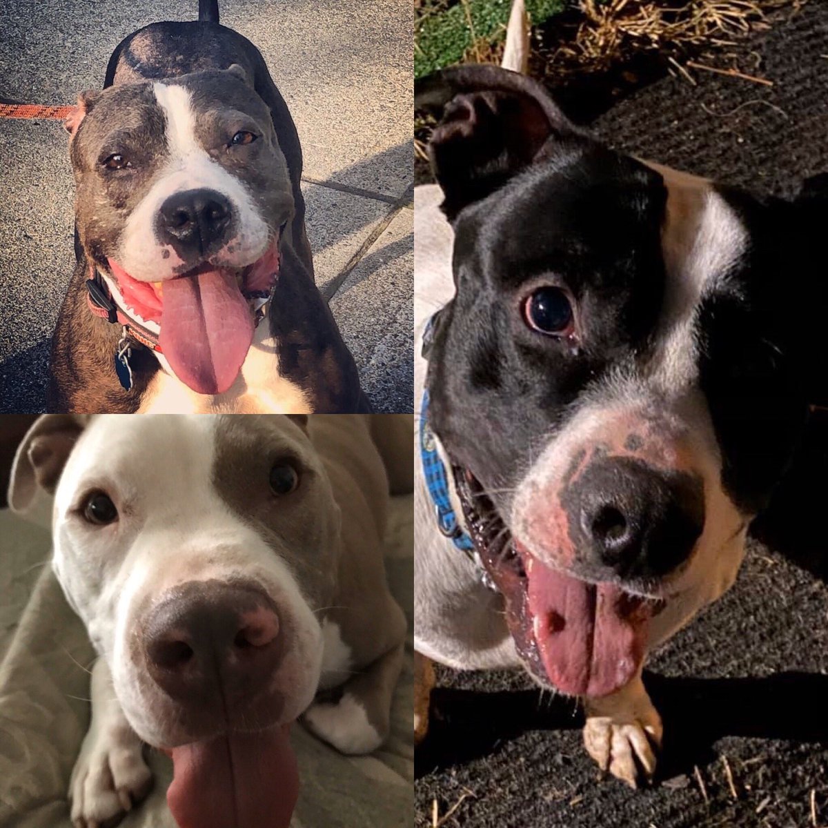 JimmyVofIndy's tweet photo. To ensure we do not have the Corona Virus in our home or vehicles we are having our dogs lick every surface. Also, I have our dogs lick my hands and face any time they see me.
Day 10: no symptoms. #CoronaOutbreak
#BookOfJimmy https://t.co/F8t5Cr8G8G