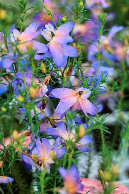 オシャレな花 Twitter Search Twitter オシャレな花 Twitter Search Twitter