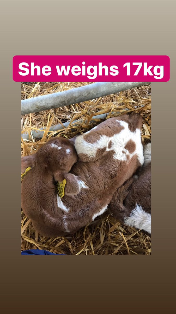 BeingAFarmWife's tweet image. This is our smallest calf. She’s little like a wee dog. She’s such a good feeder she’ll be mighty💪🏻 we’ve 43 bulls and 30heifers so far. We’re just over halfway through #calving20