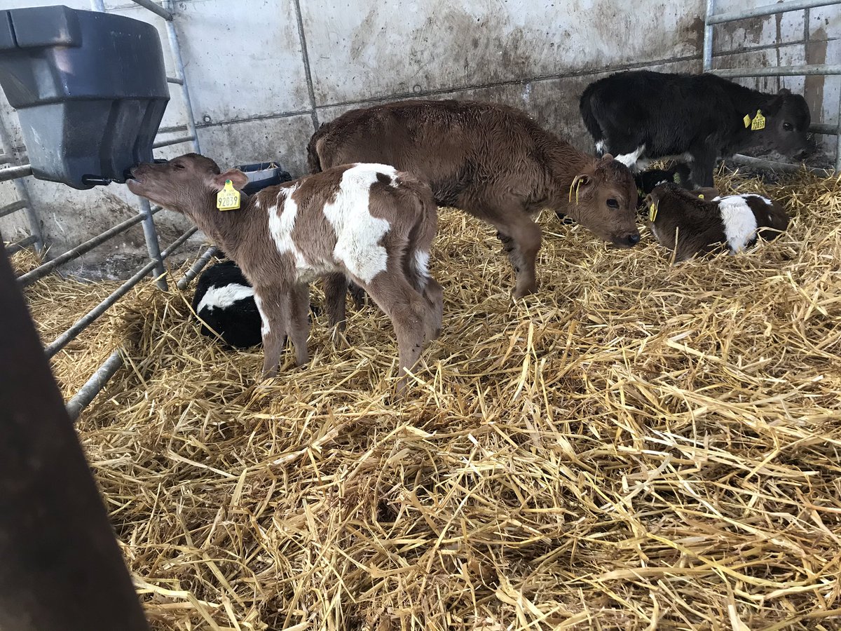 BeingAFarmWife's tweet image. This is our smallest calf. She’s little like a wee dog. She’s such a good feeder she’ll be mighty💪🏻 we’ve 43 bulls and 30heifers so far. We’re just over halfway through #calving20